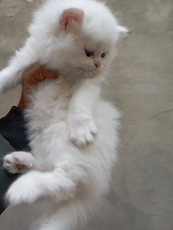 Persian cat kitten 8