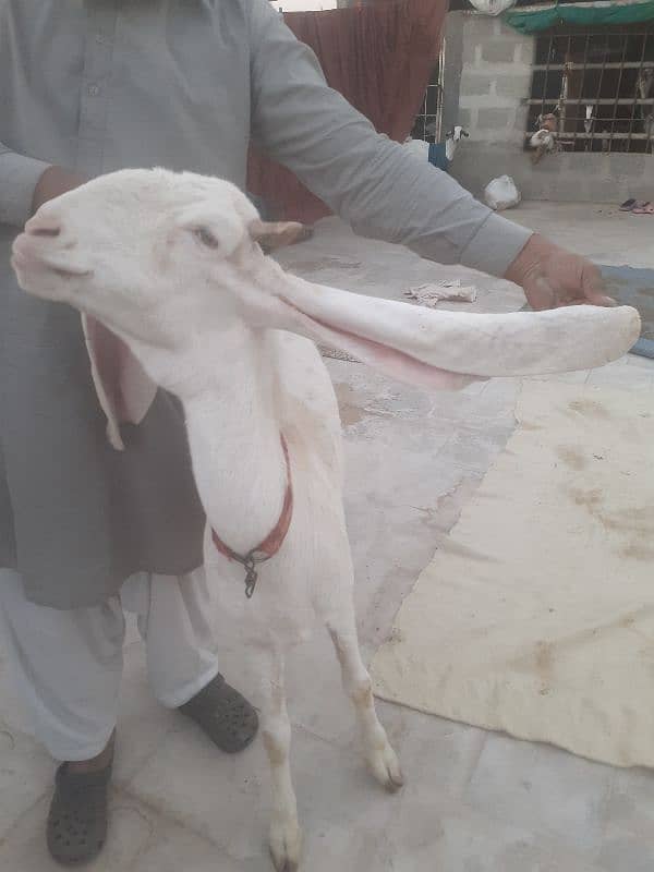 Gulabi bakri for sell 0