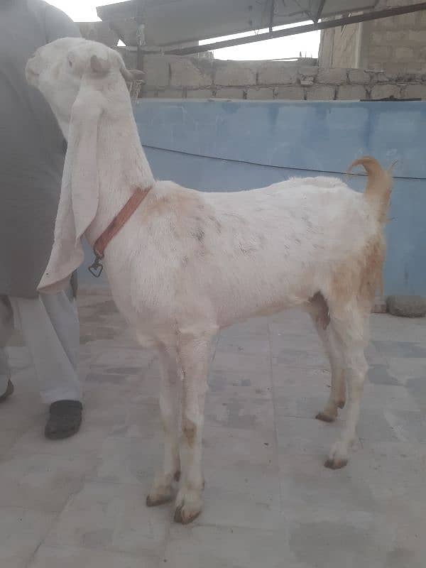 Gulabi bakri for sell 1