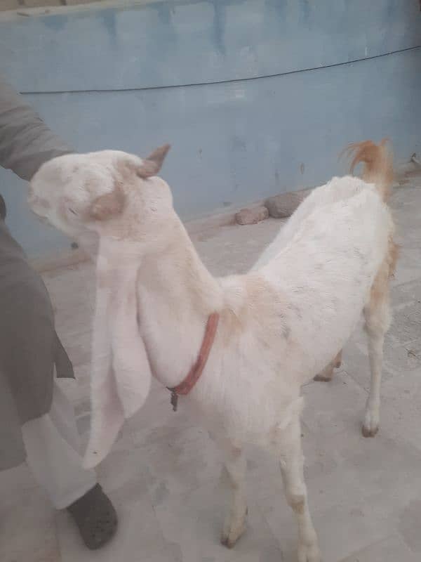 Gulabi bakri for sell 2