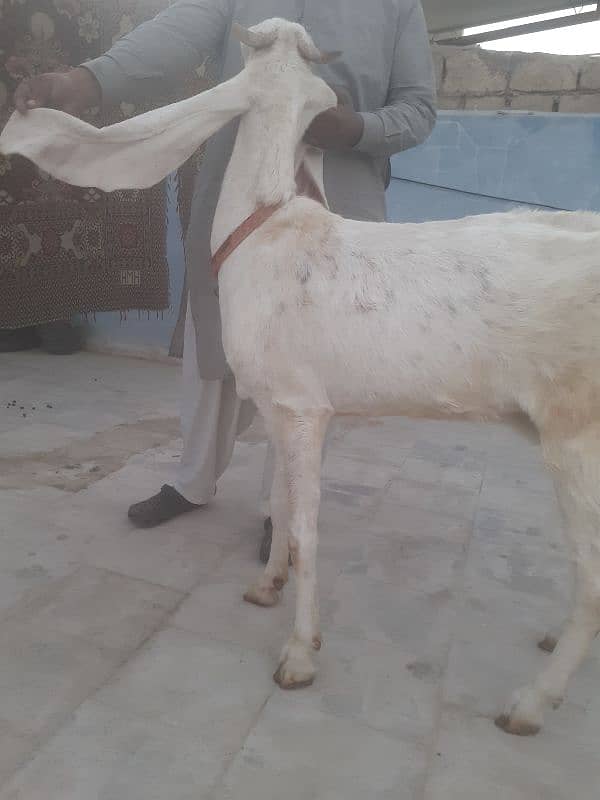 Gulabi bakri for sell 3