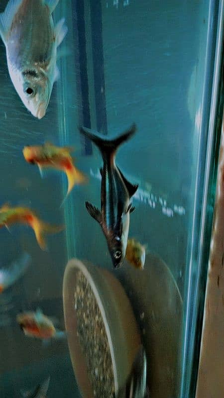 blue line sharks for sale 0