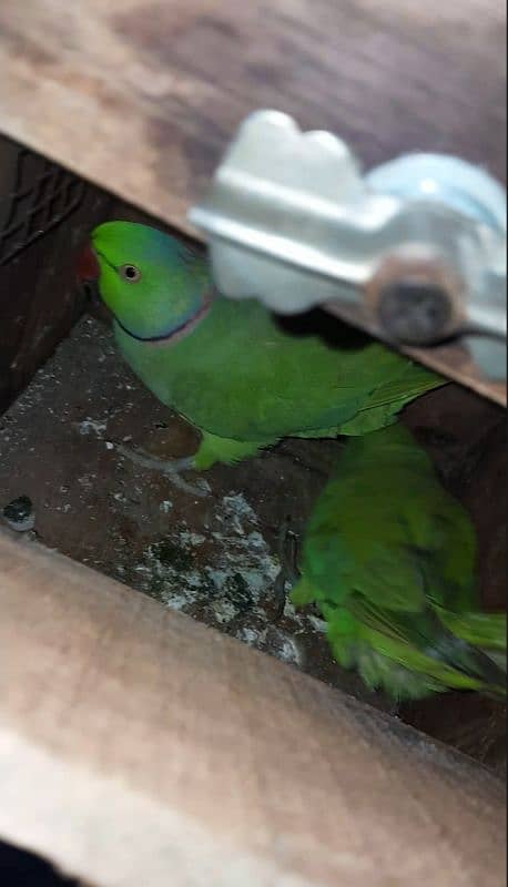 parrots pair + free cage 1