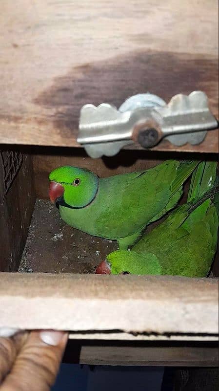 parrots pair + free cage 2