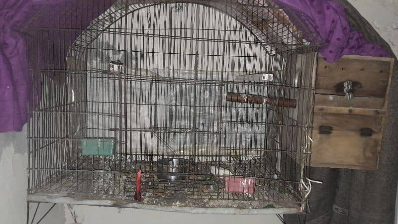 parrots pair + free cage 4