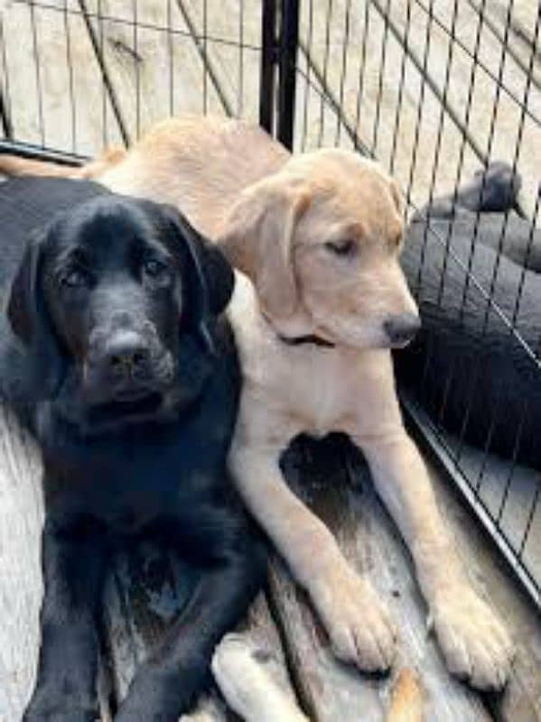 Pure labrador Pair for sale. Double Vaccinted 0321.7031623 0