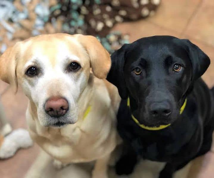 Pure labrador Pair for sale. Double Vaccinted 0321.7031623 1