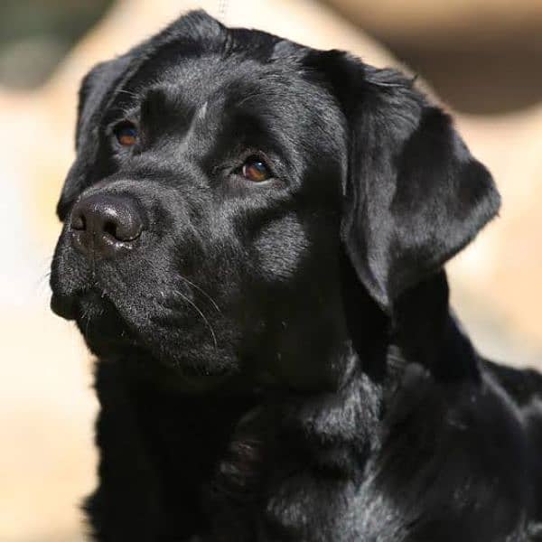 Pure labrador Pair for sale. Double Vaccinted 0321.7031623 2