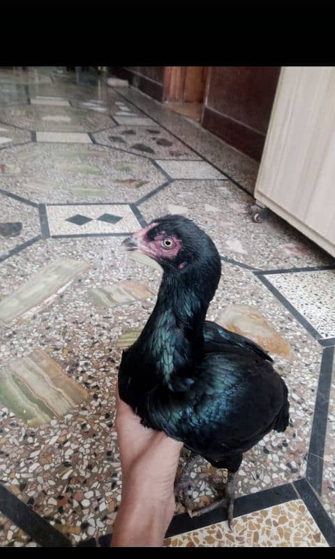 full black aseel female 0