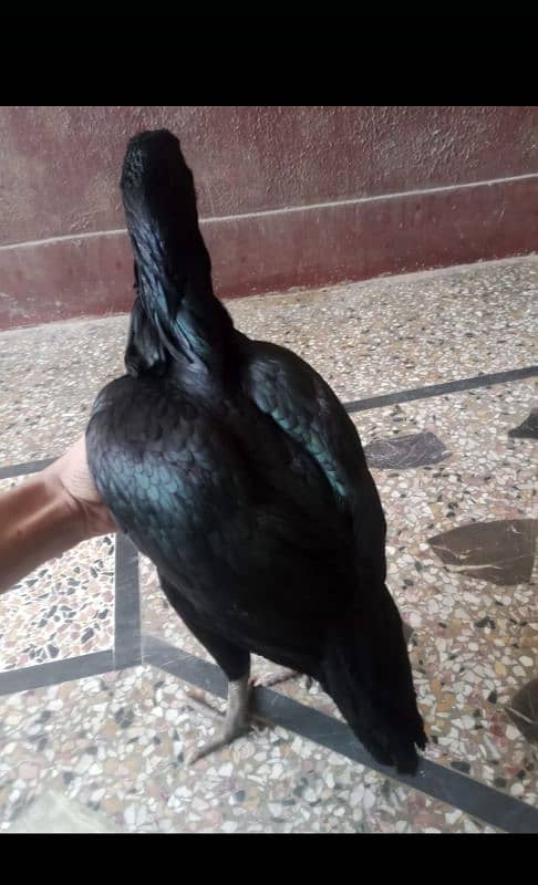 full black aseel female 2