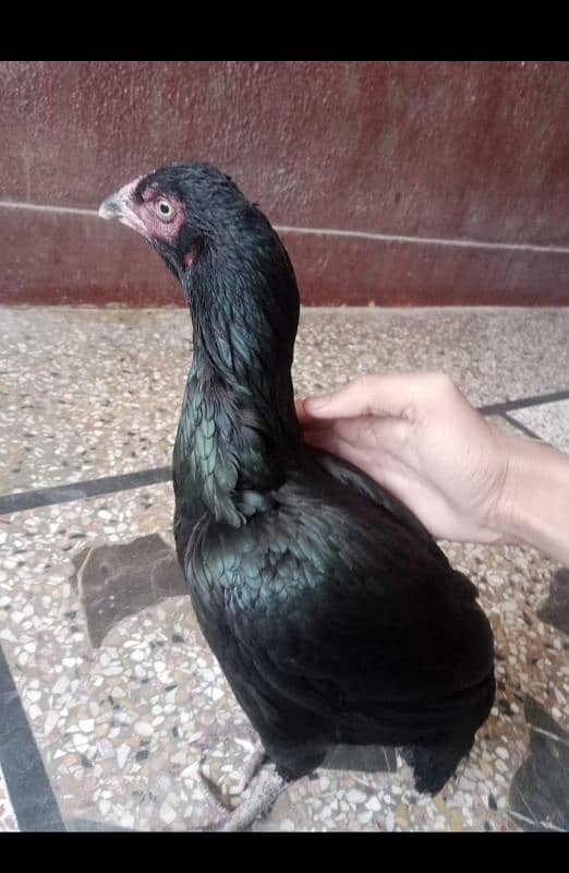 full black aseel female 3