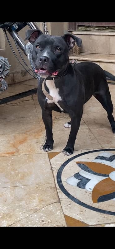 American Bully Female 4