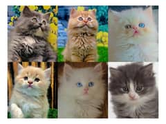 Persian hamalian british punch face piki face cat's and kitten's