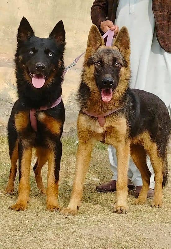 alsheision bhagyary pior 7 month sequrty dogs for sale 1