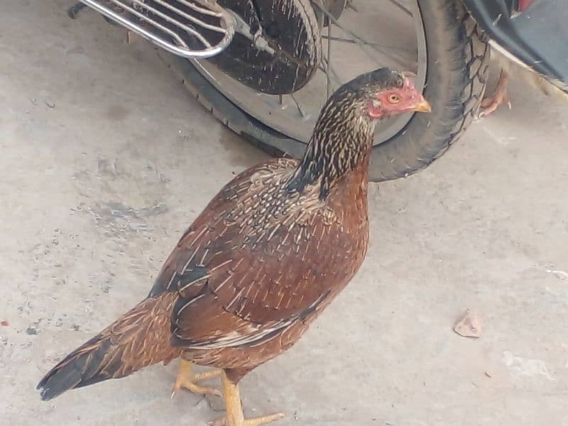 Two aseel hens for urgent sale 0