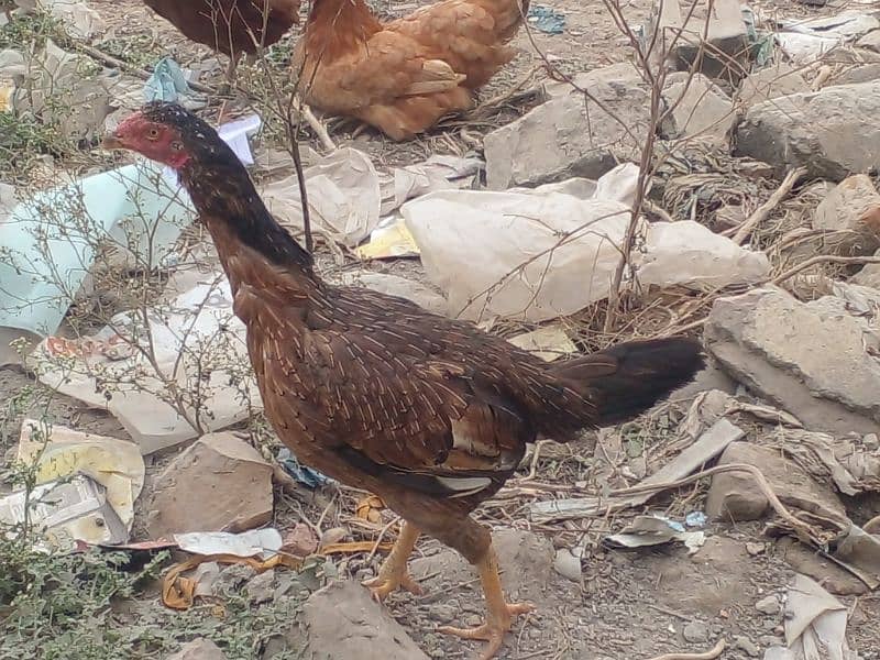 Two aseel hens for urgent sale 1