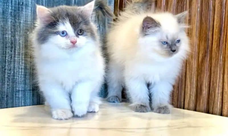 Parsian Kitten For Sale 03439277208 Contact Me On WhatsApp Number 0