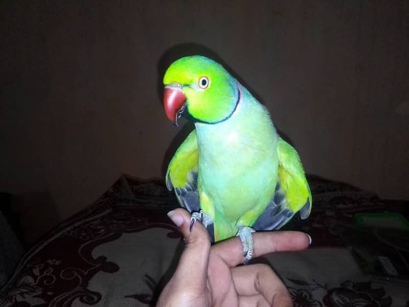 Male ringneck just handtame 2