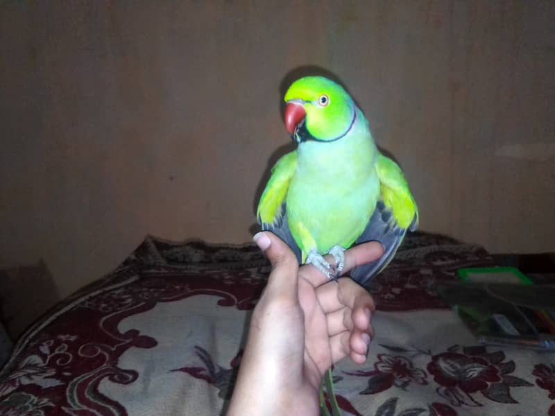 Male ringneck just handtame 5