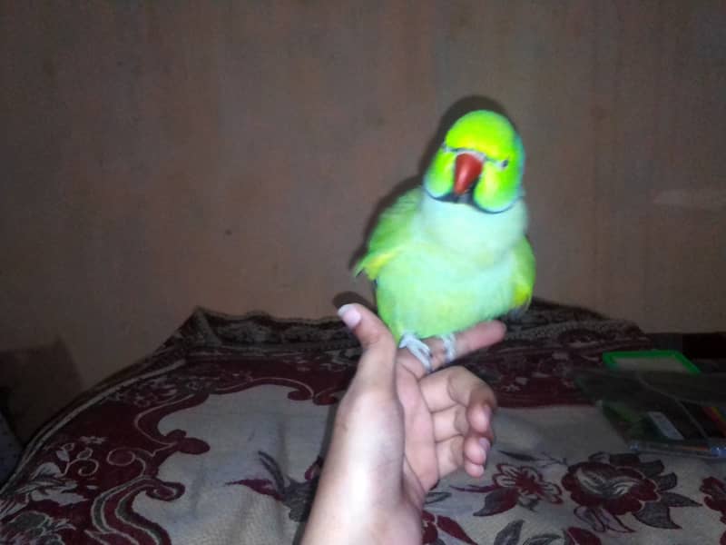 Male ringneck just handtame 6