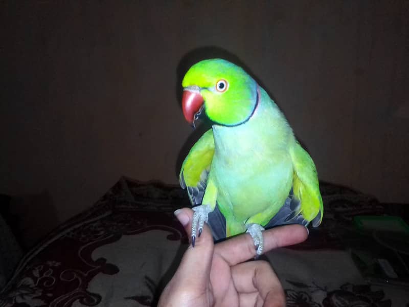 Male ringneck just handtame 7