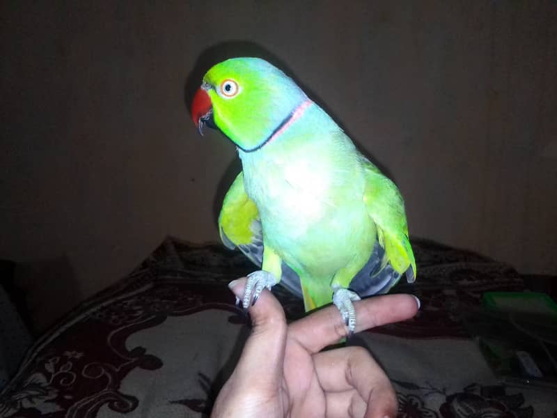 Male ringneck just handtame 8