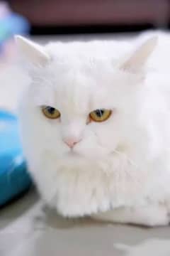 Persian cat