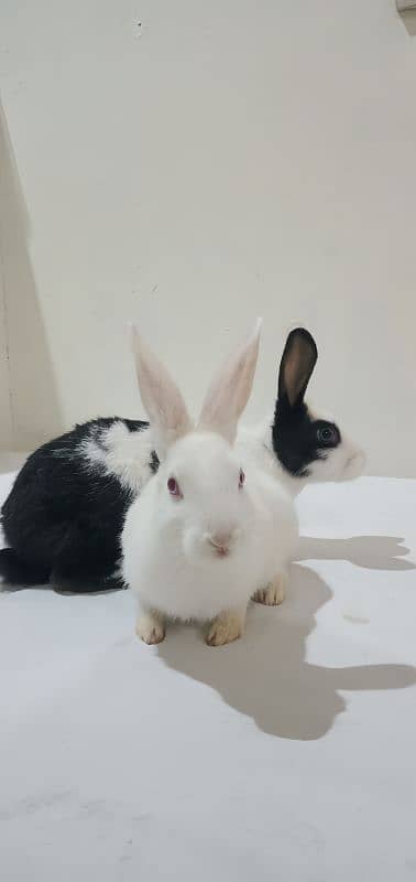 Adorable 3-Month-Old Rabbits for Sale – Unique Male & Gentle Female 0