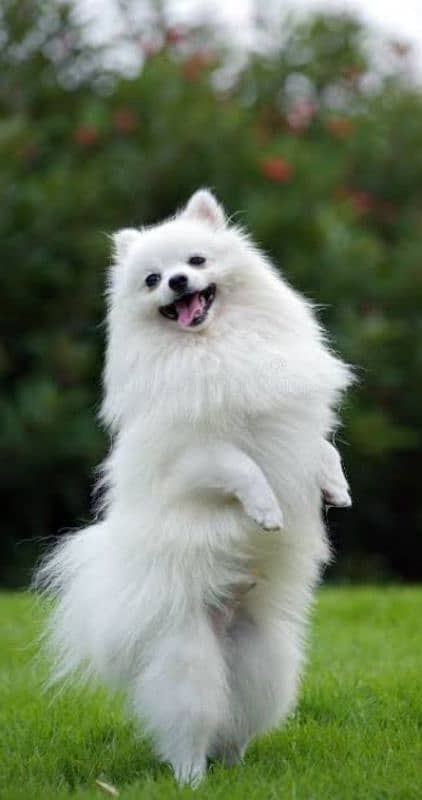 Pomeranian sptiz 1