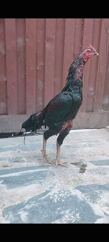 MashaAlllah high quality bird kamalia+vait in low price 1