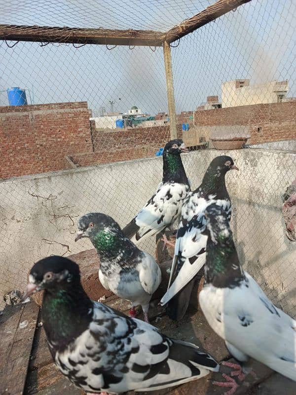 pigeons for sale 03234014098 0