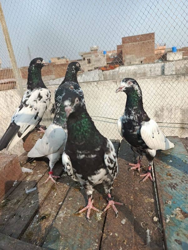 pigeons for sale 03234014098 1