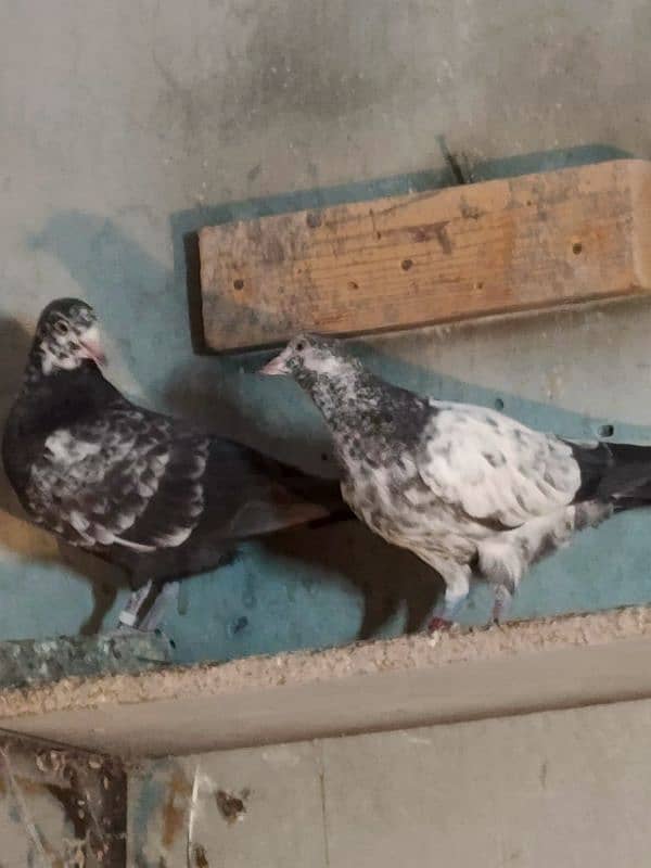 pigeons for sale 03234014098 2