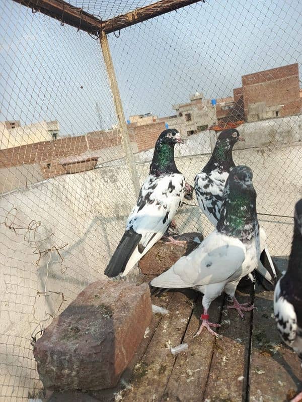 pigeons for sale 03234014098 3