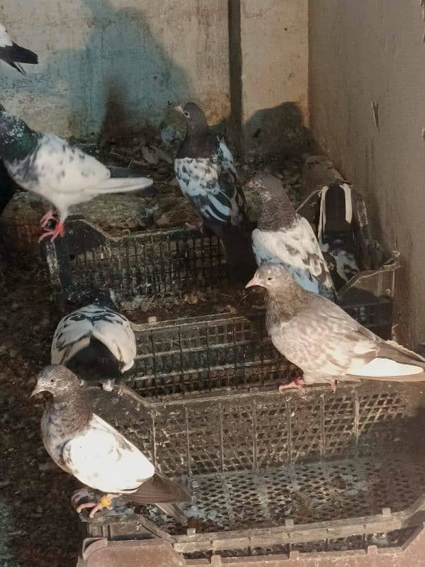 pigeons for sale 03234014098 4