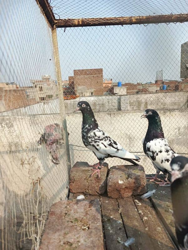 pigeons for sale 03234014098 5