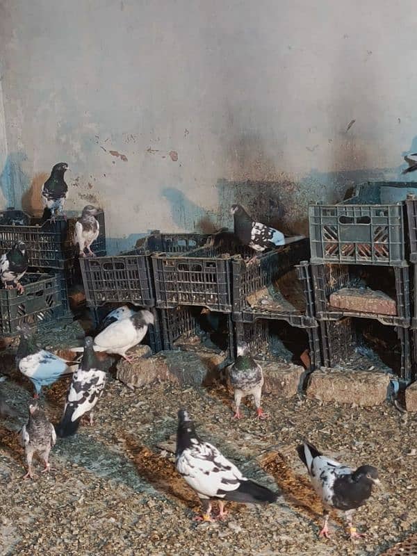 pigeons for sale 03234014098 6