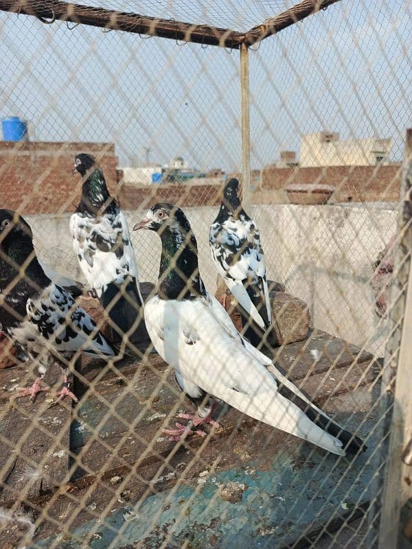 pigeons for sale 03234014098 7