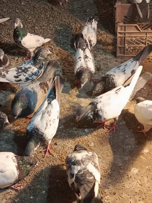 pigeons for sale 03234014098 8