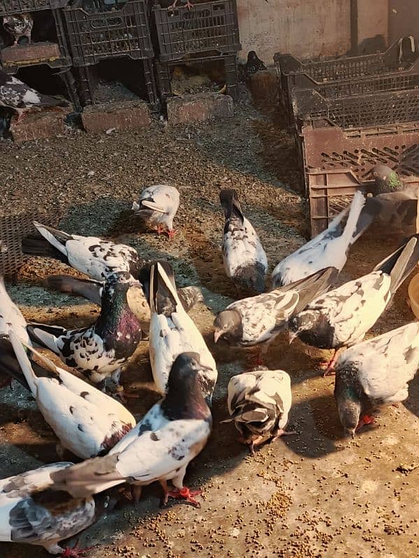 pigeons for sale 03234014098 9