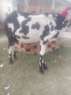 bakri for sale 2sra soaa haii