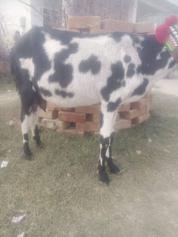 bakri for sale 2sra soaa haii 0