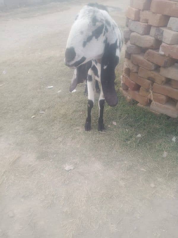 bakri for sale 2sra soaa haii 1