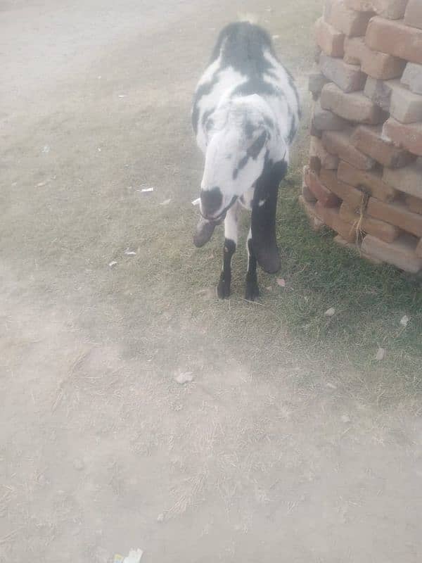 bakri for sale 2sra soaa haii 2