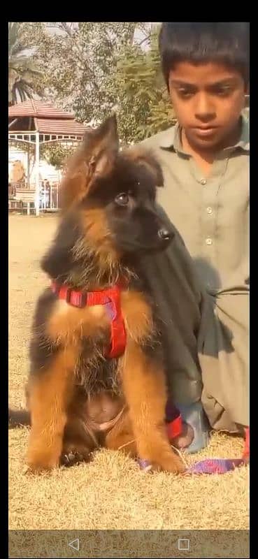 German shepherd female for sale Available ha 0