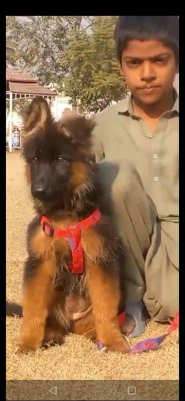 German shepherd female for sale Available ha 1