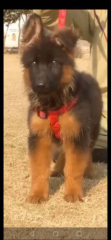 German shepherd female for sale Available ha 2