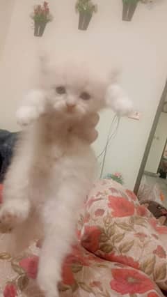 persian kittens age 1 month triple coated