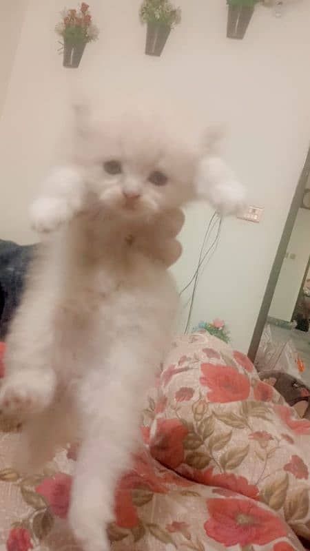 persian kittens age 1 month triple coated 0