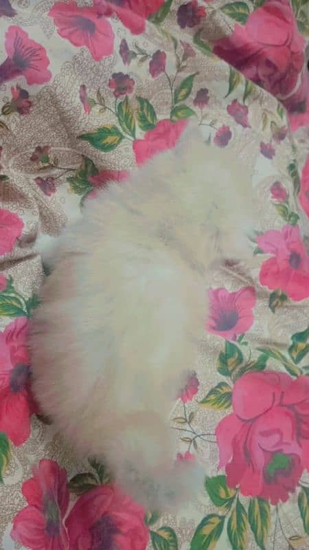 persian kittens age 1 month triple coated 1